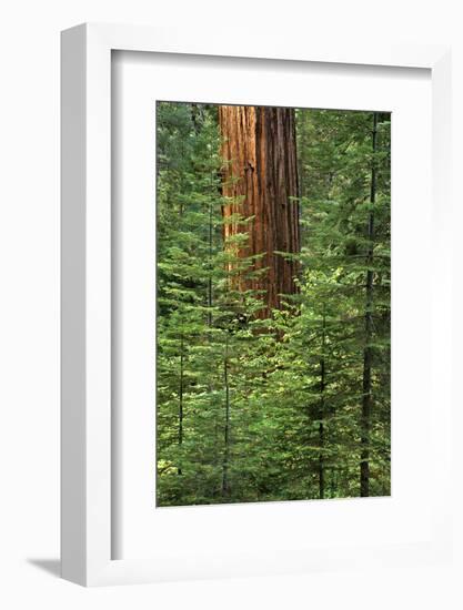 USA, California, Yosemite National Park. Giant Sequoia in Tuolumne Grove-Ann Collins-Framed Photographic Print