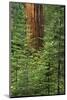 USA, California, Yosemite National Park. Giant Sequoia in Tuolumne Grove-Ann Collins-Mounted Photographic Print