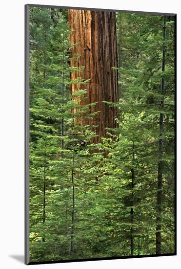 USA, California, Yosemite National Park. Giant Sequoia in Tuolumne Grove-Ann Collins-Mounted Photographic Print