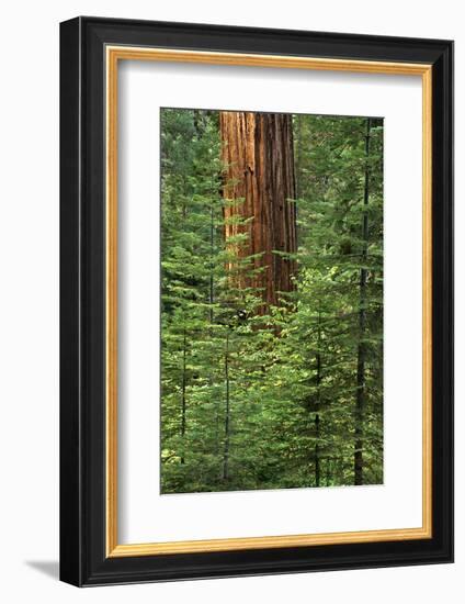 USA, California, Yosemite National Park. Giant Sequoia in Tuolumne Grove-Ann Collins-Framed Photographic Print