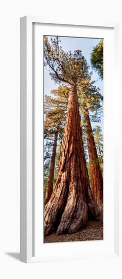 USA, California, Yosemite National Park. Giant Sequoia trees in Mariposa Grove-Ann Collins-Framed Photographic Print