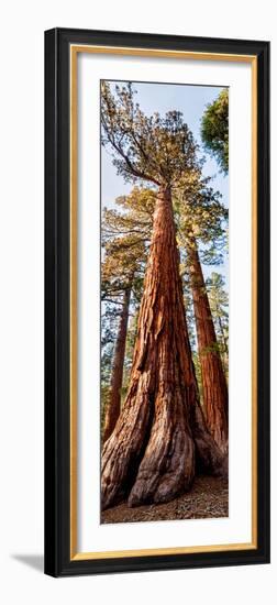 USA, California, Yosemite National Park. Giant Sequoia trees in Mariposa Grove-Ann Collins-Framed Photographic Print