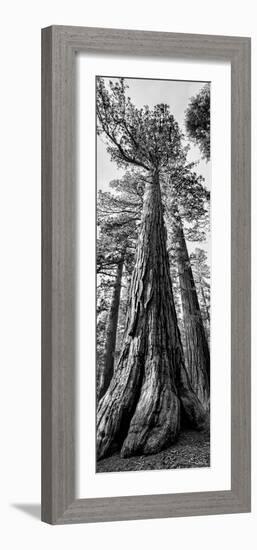 USA, California, Yosemite National Park. Giant Sequoia trees in Mariposa Grove-Ann Collins-Framed Photographic Print