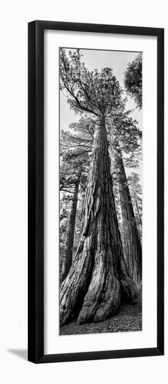 USA, California, Yosemite National Park. Giant Sequoia trees in Mariposa Grove-Ann Collins-Framed Photographic Print