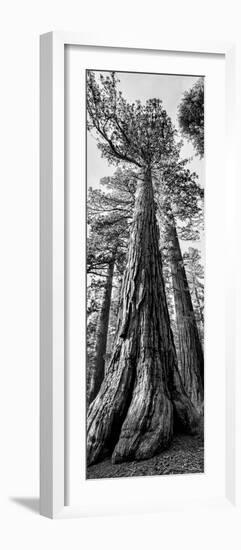 USA, California, Yosemite National Park. Giant Sequoia trees in Mariposa Grove-Ann Collins-Framed Photographic Print