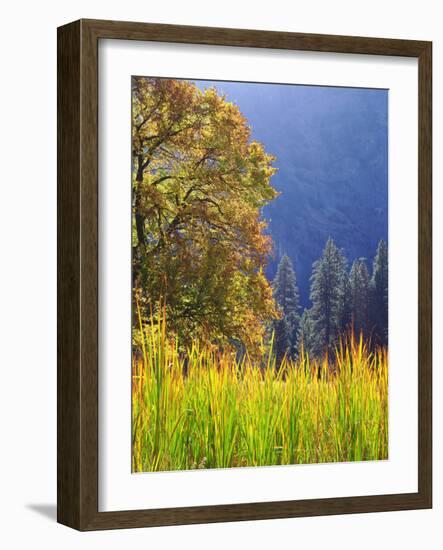 USA, California, Yosemite National Park. Oak Tree with Autumn Foliage-Jaynes Gallery-Framed Photographic Print