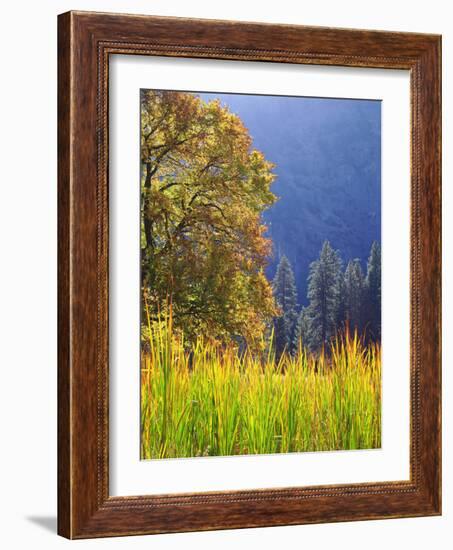 USA, California, Yosemite National Park. Oak Tree with Autumn Foliage-Jaynes Gallery-Framed Photographic Print