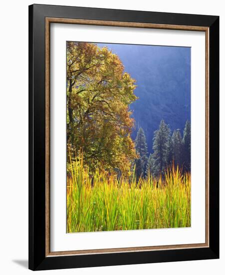 USA, California, Yosemite National Park. Oak Tree with Autumn Foliage-Jaynes Gallery-Framed Photographic Print