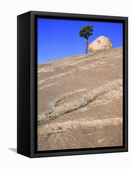 USA, California, Yosemite National Park, Pine tree and rock-Theo Allofs-Framed Premier Image Canvas