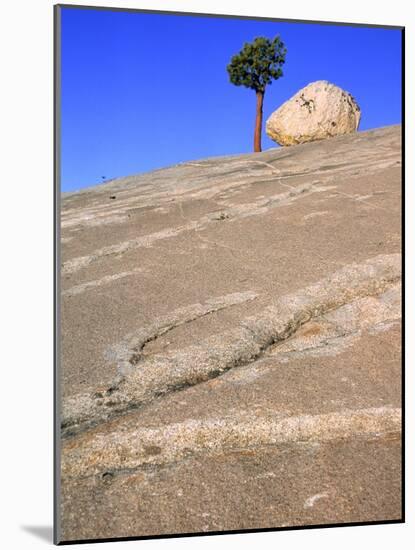 USA, California, Yosemite National Park, Pine tree and rock-Theo Allofs-Mounted Photographic Print