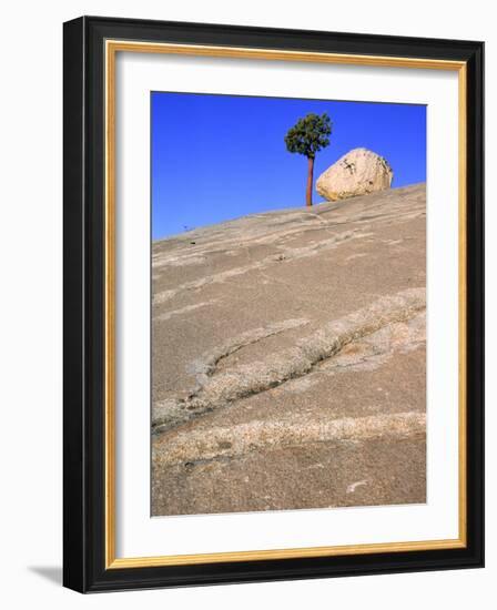 USA, California, Yosemite National Park, Pine tree and rock-Theo Allofs-Framed Photographic Print