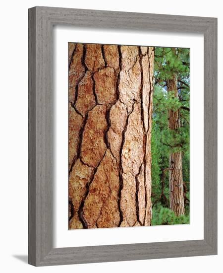 USA, California, Yosemite National Park. Ponderosa Pine-Jaynes Gallery-Framed Photographic Print
