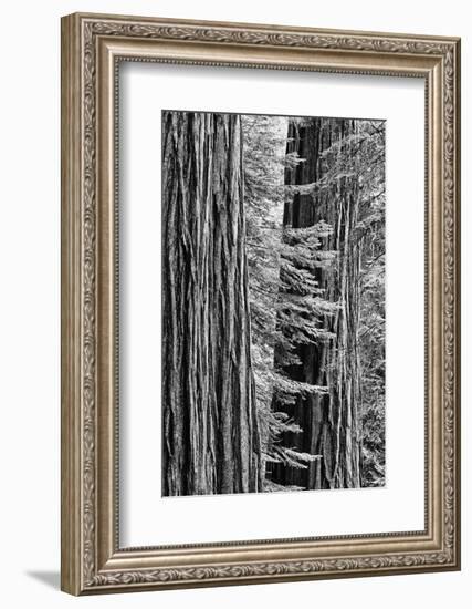 USA, California, Yosemite NP. Sequoia Trees in the Mariposa Grove-Dennis Flaherty-Framed Photographic Print