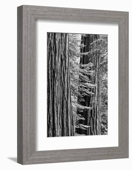 USA, California, Yosemite NP. Sequoia Trees in the Mariposa Grove-Dennis Flaherty-Framed Photographic Print