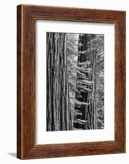 USA, California, Yosemite NP. Sequoia Trees in the Mariposa Grove-Dennis Flaherty-Framed Photographic Print