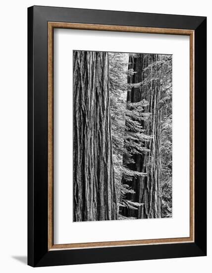 USA, California, Yosemite NP. Sequoia Trees in the Mariposa Grove-Dennis Flaherty-Framed Photographic Print