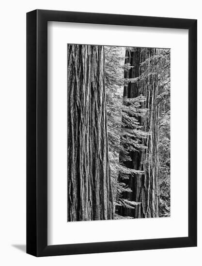 USA, California, Yosemite NP. Sequoia Trees in the Mariposa Grove-Dennis Flaherty-Framed Photographic Print