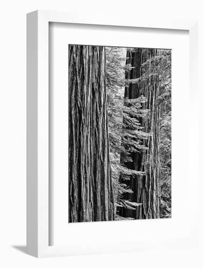 USA, California, Yosemite NP. Sequoia Trees in the Mariposa Grove-Dennis Flaherty-Framed Photographic Print