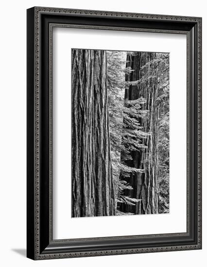 USA, California, Yosemite NP. Sequoia Trees in the Mariposa Grove-Dennis Flaherty-Framed Photographic Print