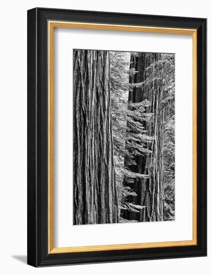 USA, California, Yosemite NP. Sequoia Trees in the Mariposa Grove-Dennis Flaherty-Framed Photographic Print