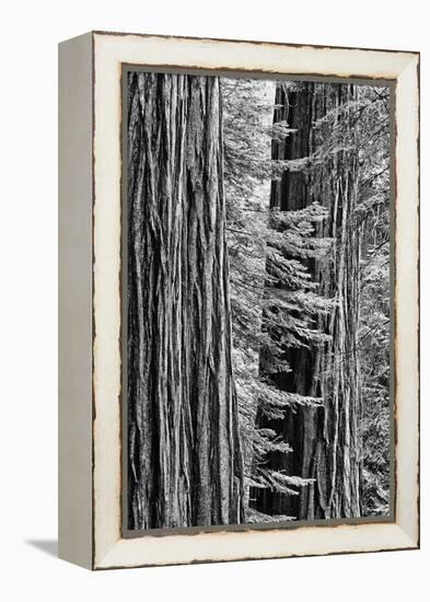 USA, California, Yosemite NP. Sequoia Trees in the Mariposa Grove-Dennis Flaherty-Framed Premier Image Canvas