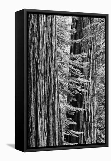 USA, California, Yosemite NP. Sequoia Trees in the Mariposa Grove-Dennis Flaherty-Framed Premier Image Canvas