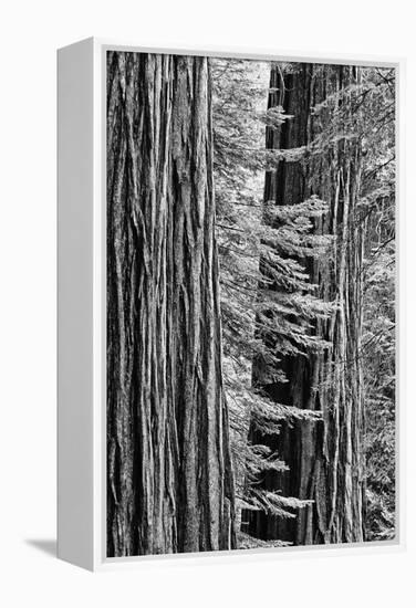 USA, California, Yosemite NP. Sequoia Trees in the Mariposa Grove-Dennis Flaherty-Framed Premier Image Canvas