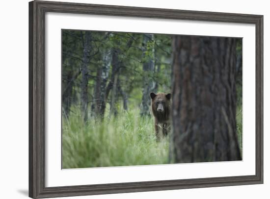 USA, Colorado. A Cinnamon Phase Black Bear in Forest-Jaynes Gallery-Framed Photographic Print