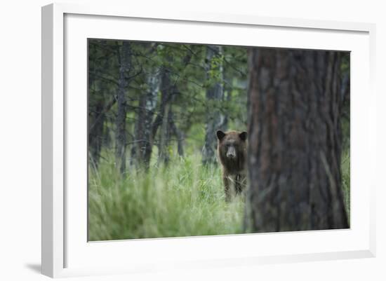 USA, Colorado. A Cinnamon Phase Black Bear in Forest-Jaynes Gallery-Framed Photographic Print