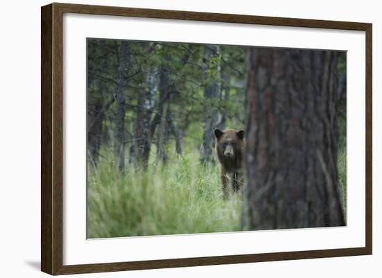 USA, Colorado. A Cinnamon Phase Black Bear in Forest-Jaynes Gallery-Framed Photographic Print