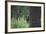 USA, Colorado. A Cinnamon Phase Black Bear in Forest-Jaynes Gallery-Framed Photographic Print