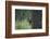 USA, Colorado. A Cinnamon Phase Black Bear in Forest-Jaynes Gallery-Framed Photographic Print