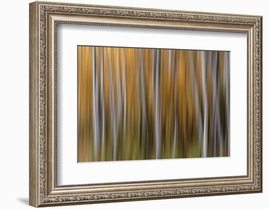 USA, Colorado. Abstract of aspen trees in autumn.-Jaynes Gallery-Framed Photographic Print