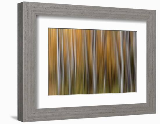 USA, Colorado. Abstract of aspen trees in autumn.-Jaynes Gallery-Framed Photographic Print