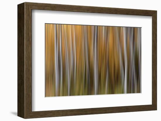 USA, Colorado. Abstract of aspen trees in autumn.-Jaynes Gallery-Framed Photographic Print