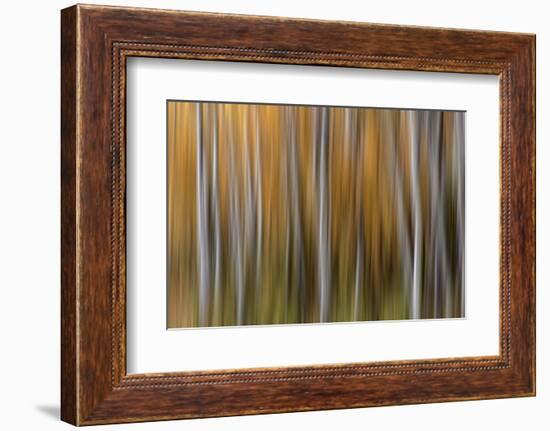 USA, Colorado. Abstract of aspen trees in autumn.-Jaynes Gallery-Framed Photographic Print