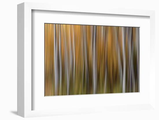 USA, Colorado. Abstract of aspen trees in autumn.-Jaynes Gallery-Framed Photographic Print