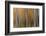 USA, Colorado. Abstract of aspen trees in autumn.-Jaynes Gallery-Framed Photographic Print