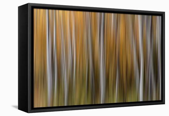 USA, Colorado. Abstract of aspen trees in autumn.-Jaynes Gallery-Framed Premier Image Canvas