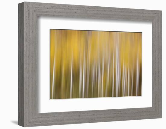 USA, Colorado. Abstract of aspen tress in autumn.-Jaynes Gallery-Framed Photographic Print