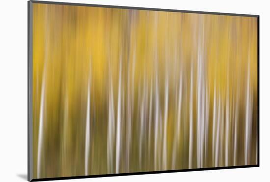 USA, Colorado. Abstract of aspen tress in autumn.-Jaynes Gallery-Mounted Photographic Print