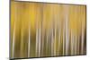 USA, Colorado. Abstract of aspen tress in autumn.-Jaynes Gallery-Mounted Photographic Print