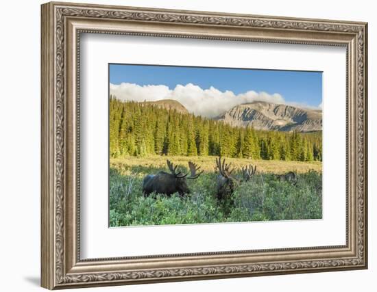 USA, Colorado, Arapaho NF. Three Male Moose Grazing on Bushes-Cathy & Gordon Illg-Framed Photographic Print