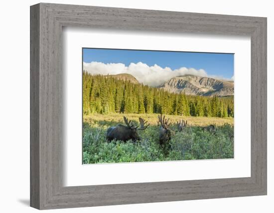 USA, Colorado, Arapaho NF. Three Male Moose Grazing on Bushes-Cathy & Gordon Illg-Framed Photographic Print