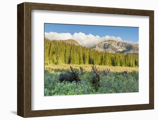USA, Colorado, Arapaho NF. Three Male Moose Grazing on Bushes-Cathy & Gordon Illg-Framed Photographic Print