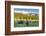 USA, Colorado, Arapaho NF. Three Male Moose Grazing on Bushes-Cathy & Gordon Illg-Framed Photographic Print