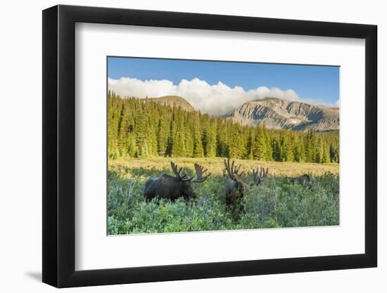 USA, Colorado, Arapaho NF. Three Male Moose Grazing on Bushes-Cathy & Gordon Illg-Framed Photographic Print