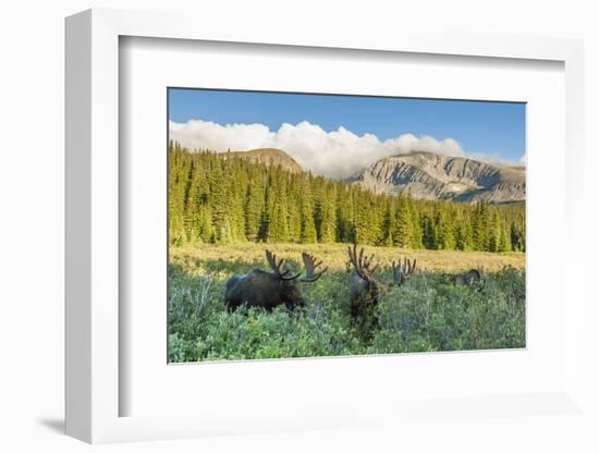 USA, Colorado, Arapaho NF. Three Male Moose Grazing on Bushes-Cathy & Gordon Illg-Framed Photographic Print