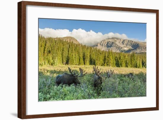 USA, Colorado, Arapaho NF. Three Male Moose Grazing on Bushes-Cathy & Gordon Illg-Framed Photographic Print