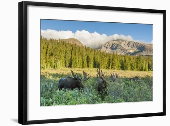 USA, Colorado, Arapaho NF. Three Male Moose Grazing on Bushes-Cathy & Gordon Illg-Framed Photographic Print